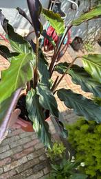 Calathea, Ophalen, Overige soorten, Minder dan 100 cm
