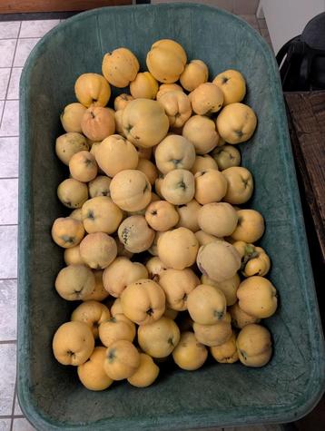 Kweepeer uit eigen tuin in Boxtel beschikbaar voor biedingen