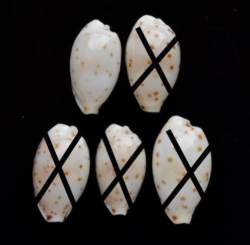 Schelpen: Cypraea punctata trizonata 10,3-13,1mm (Gem), Verzamelen, Mineralen en Fossielen, Schelp(en), Ophalen of Verzenden
