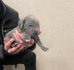 Cane corso puppy’s, Dieren en Toebehoren, Overige rassen, 8 tot 15 weken, Meerdere, Meerdere dieren