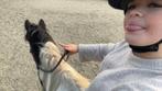Verzorg pony/paard gezocht