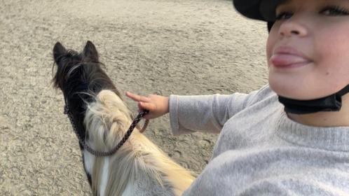 Verzorg pony/paard gezocht, Dieren en Toebehoren, Stalling en Weidegang