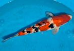 5 topkoi waarronder de meeste met certificaat, Karper of Koi