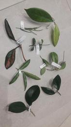 Hoya Stekjesbox - Diverse Soorten!, Huis en Inrichting, Kamerplanten, Ophalen of Verzenden, Halfschaduw, Minder dan 100 cm