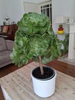 Bijzonder decoratieve vetplant Aeonium arboreum OP STAM 80cm, Huis en Inrichting, Ophalen, Vetplant, In pot, Minder dan 100 cm