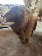 Mooie leeuw, Ophalen of Verzenden, Zo goed als nieuw