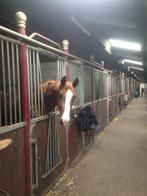 Buitenstal self service, Dieren en Toebehoren, Stalling en Weidegang, Stalling, 2 of 3 paarden of pony's