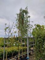 Treurwilg, salix 400-450 cm hoog, Tuin en Terras, Planten | Bomen, Ophalen, Volle zon