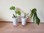 Monstera Deliciosa Alba variegated, rare kamerplantjes, Overige soorten, Ophalen of Verzenden, In pot, Minder dan 100 cm