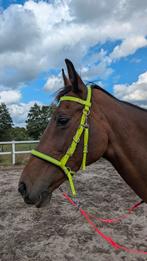 Hoofdstel kunststof multi functie bitloos, Dieren en Toebehoren, Paarden en Pony's | Hoofdstellen en Tuigage, Ophalen of Verzenden