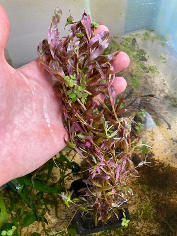 Flinke bos Rotala blood red beschikbaar voor biedingen