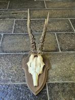 Mooi Groot Ree Gewei  op schild jacht mancave overkapping c2, Verzamelen, Dierenverzamelingen, Ophalen of Verzenden, Hert, Gewei of Kop