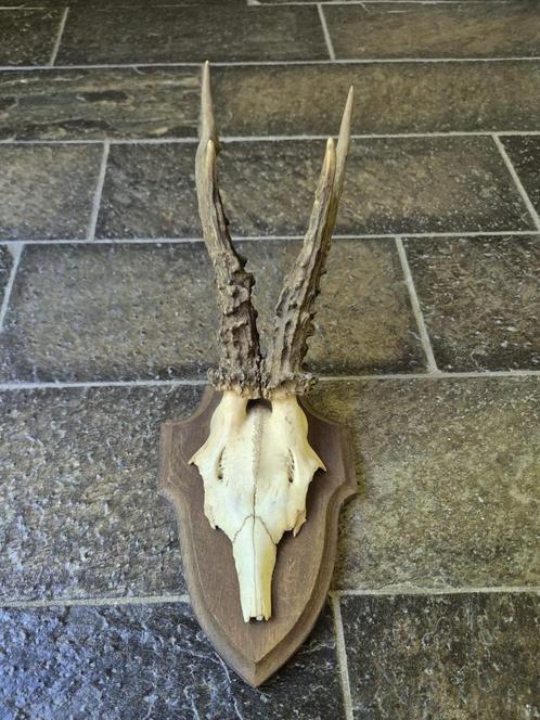 Mooi Groot Ree Gewei  op schild jacht mancave overkapping c2, Verzamelen, Dierenverzamelingen, Gewei of Kop, Hert, Ophalen of Verzenden