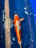 Koi Yamatonishiki 40cm, Karper of Koi