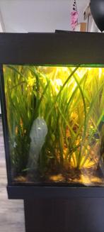 Vallisneria Reuze, Dieren en Toebehoren, Vissen | Aquariumvissen, Vis