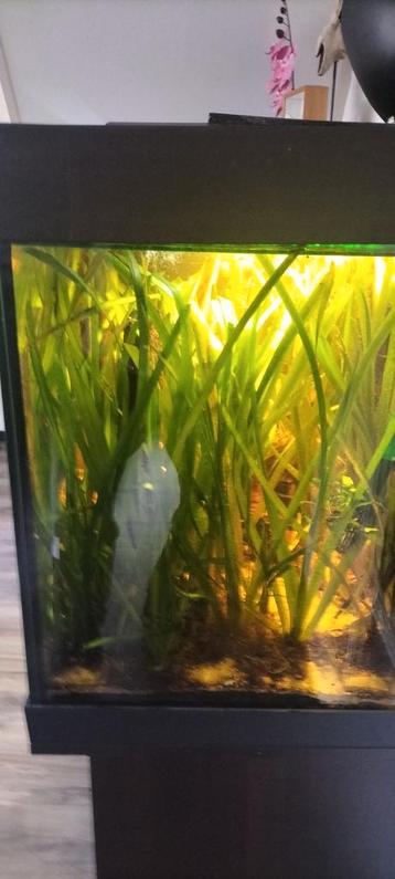 Vallisneria gigantea beschikbaar voor biedingen