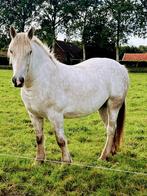 2 trekpaarden in mooie kleuren, Dieren en Toebehoren, Paarden, Merrie, Onbeleerd, Gechipt, 0 tot 2 jaar