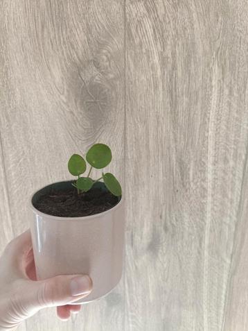 Stekjes pannenkoekenplant (Pilea peperomioides) beschikbaar voor biedingen