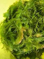 HOORNBLAD - PRIMA ZUURSTOFPLANT VOOR EEN HELDERE VIJVER, Tuin en Terras, Vijvers, Ophalen, Zo goed als nieuw