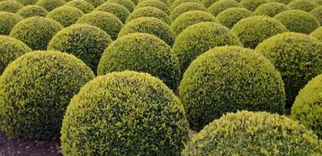Buxus Sempervirens bolvormen in diverse maten beschikbaar voor biedingen