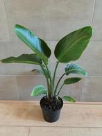 Strelitzia Nicolai (paradijsvogelplant), Huis en Inrichting, Kamerplanten, Overige soorten, Ophalen of Verzenden, Minder dan 100 cm