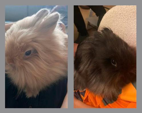 Lizzy en Bing zoeken een gouden mandje!, Dieren en Toebehoren, Konijnen, Meerdere dieren, 0 tot 2 jaar