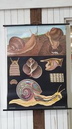 Biologie Kaarten Vintage Leskaart School JungKoch Quentell, Antiek en Kunst, Antiek | Schoolplaten, Ophalen, Overige thema's