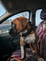 Boxer reutje pup met fci stamboom, Particulier, Rabiës (hondsdolheid), 15 weken tot 1 jaar, Buitenland