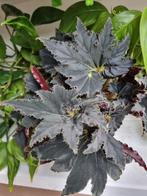 begonia black mamba stek, Ophalen of Verzenden, Halfschaduw, Minder dan 100 cm