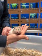 Te koop lieve jonge goudhamsters / Syrisch hamsters, Dieren en Toebehoren, Knaagdieren, November, Meerdere dieren, Hamster