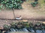 Diverse soorten eenden, Dieren en Toebehoren, Pluimvee, Meerdere dieren, Eend