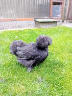 DONKER BLAUWE & ZWARTE USA ZIJDEHOEN HENNETJES, Dieren en Toebehoren, Pluimvee, Vrouwelijk, Kip