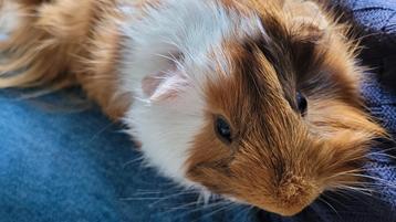 Mannetjes cavia beschikbaar voor biedingen