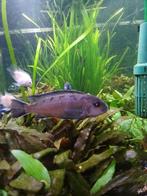 8 stuks Malawi  vissen, Dieren en Toebehoren, Vis