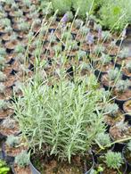 Lavendel Hidcote 2 liter pot, Volle zon, Vaste plant, Zomer, Ophalen