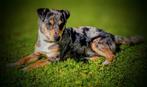 Jack Russell blue merle dekreu, Dieren en Toebehoren, Honden | Dekreuen, Reu, 1 tot 2 jaar, Eén hond, Nederland