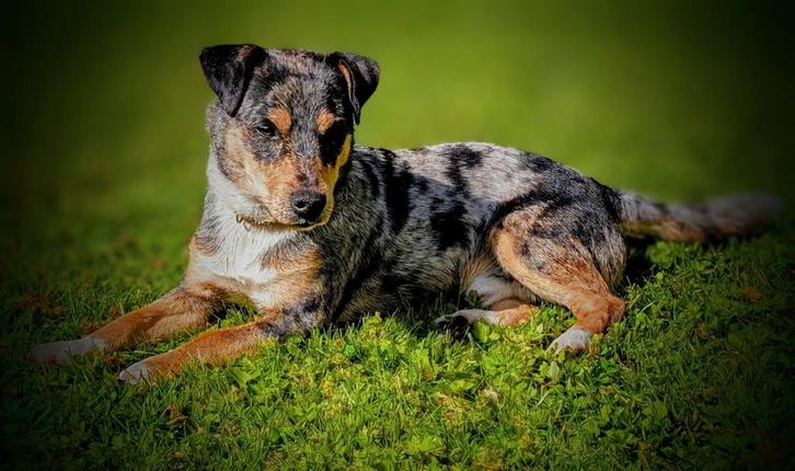 Jack Russell blue merle dekreu, Dieren en Toebehoren, Honden | Dekreuen, Reu, Particulier, Eén hond, Nederland, 1 tot 2 jaar