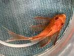 Ancistrus red longfin | RED LONGFIN ANCISTRUSES, Dieren en Toebehoren, Vis, Zoetwatervis