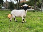Walliser schwarznase ooien, Dieren en Toebehoren, Vrouwelijk, Schaap, 0 tot 2 jaar