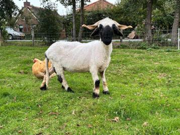 Walliser schwarznase ooi beschikbaar voor biedingen