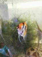 Maanvis koppel te koop, Dieren en Toebehoren, Vissen | Aquariumvissen, Vis, Zoetwatervis, Schoolvis