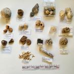 Fossielen verzameling ammonieten Trilobiet zee-egels etc #2, Ophalen of Verzenden, Fossiel