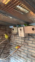 Port Lincoln parkiet, Dieren en Toebehoren, Vogels | Parkieten en Papegaaien, Parkiet, Geringd