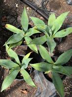 Agave vetplant rotsplant, Ophalen of Verzenden, Overige soorten, Bloeit niet, Volle zon