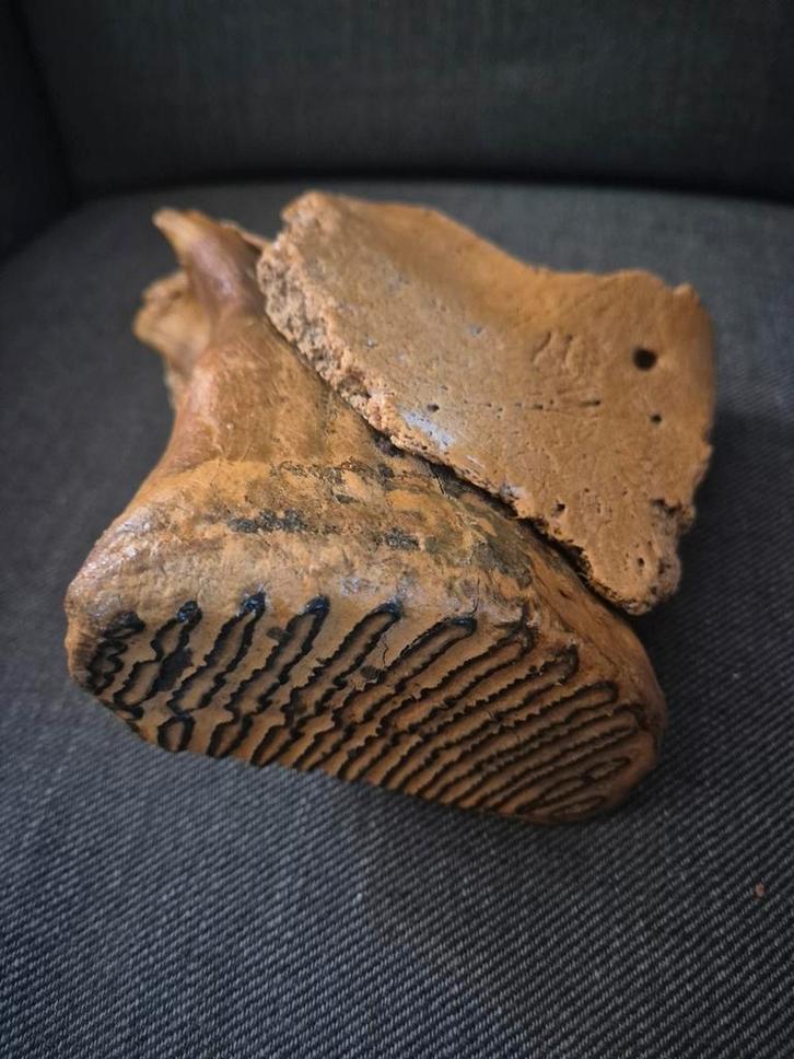 Prachtige mammoet kies in een stuk boven kaak, Verzamelen, Mineralen en Fossielen, Fossiel, Ophalen of Verzenden