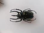 Chalcosoma atlas, Ophalen of Verzenden, Opgezet dier