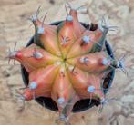 Cactus Gymnocalycium Mihanovichii p7 (K), Huis en Inrichting, Kamerplanten, Ophalen of Verzenden, Cactus, Volle zon, Minder dan 100 cm
