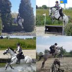 Fijn voorwaarts springpaard /eventingpaard, Dieren en Toebehoren, Paarden, Merrie, Springpaard, B, Gechipt