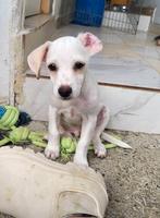 Zeva wil heel graag kerst in Nederland vieren, Dieren en Toebehoren, Honden | Niet-rashonden, Particulier, Rabiës (hondsdolheid)