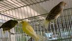Kanarie vogels 2024/2025, Dieren en Toebehoren, Meerdere dieren, Kleurkanarie